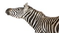 Zebra 4 years Royalty Free Stock Photo