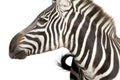 Zebra 4 years Royalty Free Stock Photo