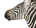 Zebra 4 years Royalty Free Stock Photo