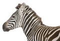 Zebra 4 years Royalty Free Stock Photo