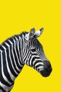 Zebra on yellow background, bright and minimal design, zebra closeup