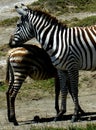 Zebra with young