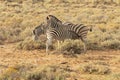 A meal for a zebra Royalty Free Stock Photo