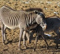 Zebra with young