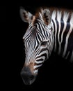 Zebra Royalty Free Stock Photo