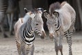 Zebra Royalty Free Stock Photo