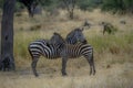 Zebra and a young zebra with baby brown hair Royalty Free Stock Photo