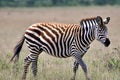 Zebra. Zebra in natural grass habitat, Kenya National Park. Nature wildlife scene, Africa. Royalty Free Stock Photo