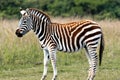 Zebra. Zebra in natural grass habitat, Kenya National Park. Nature wildlife scene, Africa. Royalty Free Stock Photo