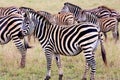 Zebra. Zebra in natural grass habitat, Kenya National Park. Nature wildlife scene, Africa. Royalty Free Stock Photo