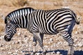 Zebra. Zebra in natural grass habitat, Kenya National Park. Nature wildlife scene, Africa. Royalty Free Stock Photo