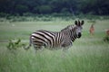 Zebra in Zimbabwe, Hwange National Park with Antelope Impala