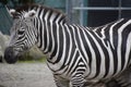 Zebra Royalty Free Stock Photo
