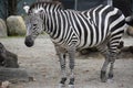 Zebra Royalty Free Stock Photo