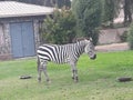 Zoological zebra in Lima Peru