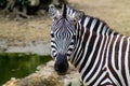 Zebra in the zoo. The zebra is a member of the family Equidae