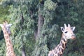 A zebra in a zoo stood tall and walking on the lawn. One of the tallest animal on the earth is soft in nature and prey for many