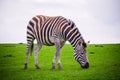 The zebra nibbles the grass