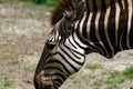 Zebra in ZooTampa at Lowry Park Royalty Free Stock Photo