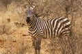 Zebra In Zsavo national park Kenya East Africa Royalty Free Stock Photo