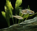 Zebrafish, brachydanio rerio Royalty Free Stock Photo