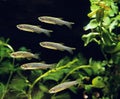 Zebrafish, brachydanio rerio Royalty Free Stock Photo