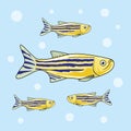 Zebrafish Cartoon Illustration Vector Zebra FIsh