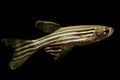 Zebrafish Danio rerio aquarium barb fish on isolated black background Royalty Free Stock Photo