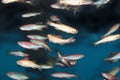 Zebrafish (Danio rerio) aquarium fish