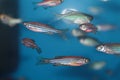 Zebrafish (Danio rerio) aquarium fish Royalty Free Stock Photo