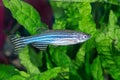 Zebrafish Danio rerio in aquarium Royalty Free Stock Photo