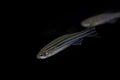 Zebrafish Danio rerio with a black background