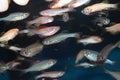 Zebrafish (Danio rerio) and Malabar danio aquarium fishes Royalty Free Stock Photo