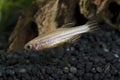 Zebrafish (Danio rerio) in planted aquarium Royalty Free Stock Photo