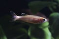 Zebrafish (Danio rerio) in planted aquarium Royalty Free Stock Photo