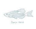 Zebrafish. Danio rerio. Zebra danio. Aquarium fish. Vector contour line. Open paths. Editable stroke. Royalty Free Stock Photo