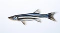 Zebrafish On White Background: Black Striped Fish In Light Sky-blue And Dark Indigo Style