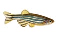 Zebrafish Zebra Barb Danio rerio freshwater aquarium fish Royalty Free Stock Photo