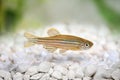 Zebrafish Zebra Barb Danio rerio