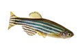 Zebrafish Zebra Barb Danio rerio freshwater aquarium fish Royalty Free Stock Photo