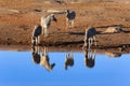 Drinking zebras in the Etosha National Park in Namibia Royalty Free Stock Photo