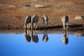 Drinking zebras in the Etosha National Park in Namibia Royalty Free Stock Photo