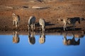 Drinking zebras in the Etosha National Park in Namibia Royalty Free Stock Photo