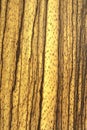 Zebrano tree, texture old wood