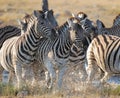 Zebras Royalty Free Stock Photo