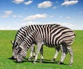 Zebras Royalty Free Stock Photo