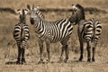 Zebras Royalty Free Stock Photo