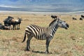 Zebras Royalty Free Stock Photo