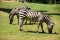 Zebras