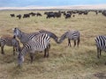 Zebras Royalty Free Stock Photo